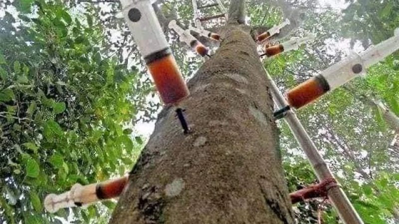 د عود عطرو ونه -جالب