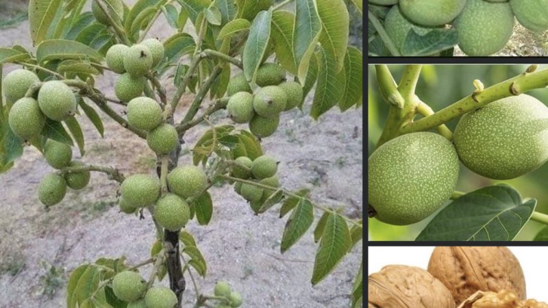 چهارمغزو یا غوزانو بڼ -معلومات