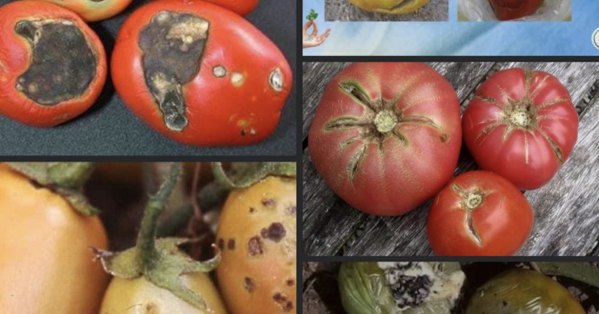 مرض های بانجان رومی