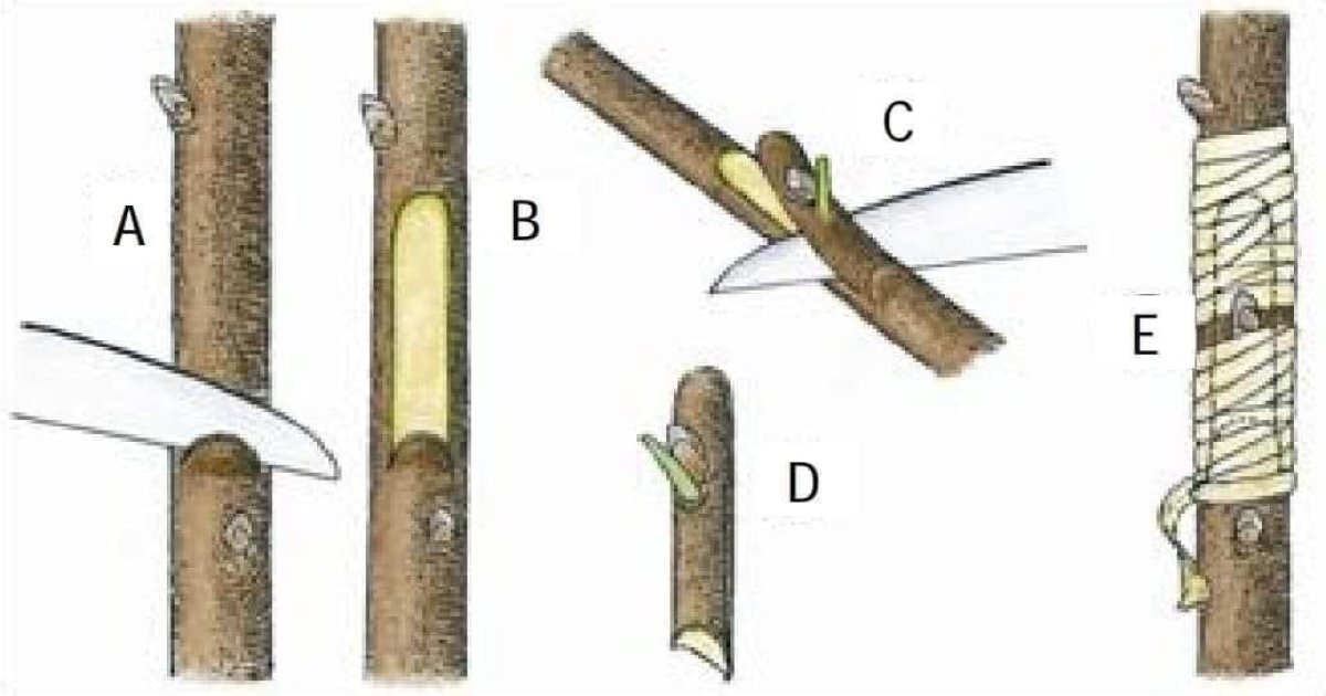 پیوند کردن نباتات چیست و چی وقت باید شود؟