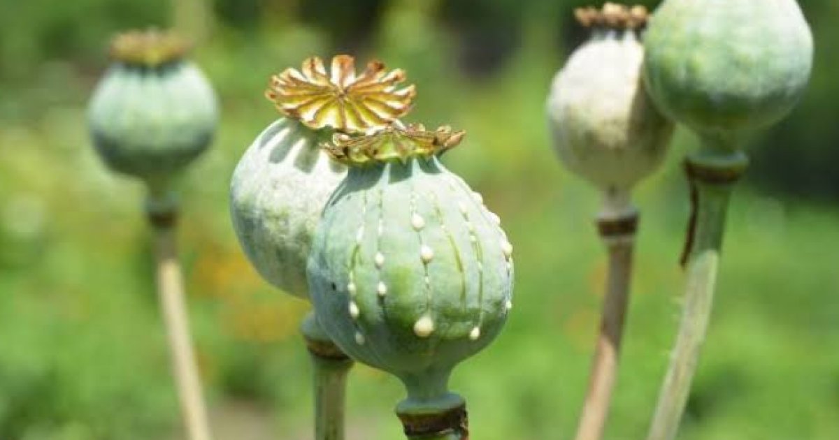 ولې پر اپينو يا ترياکو روږدي کېږو؟