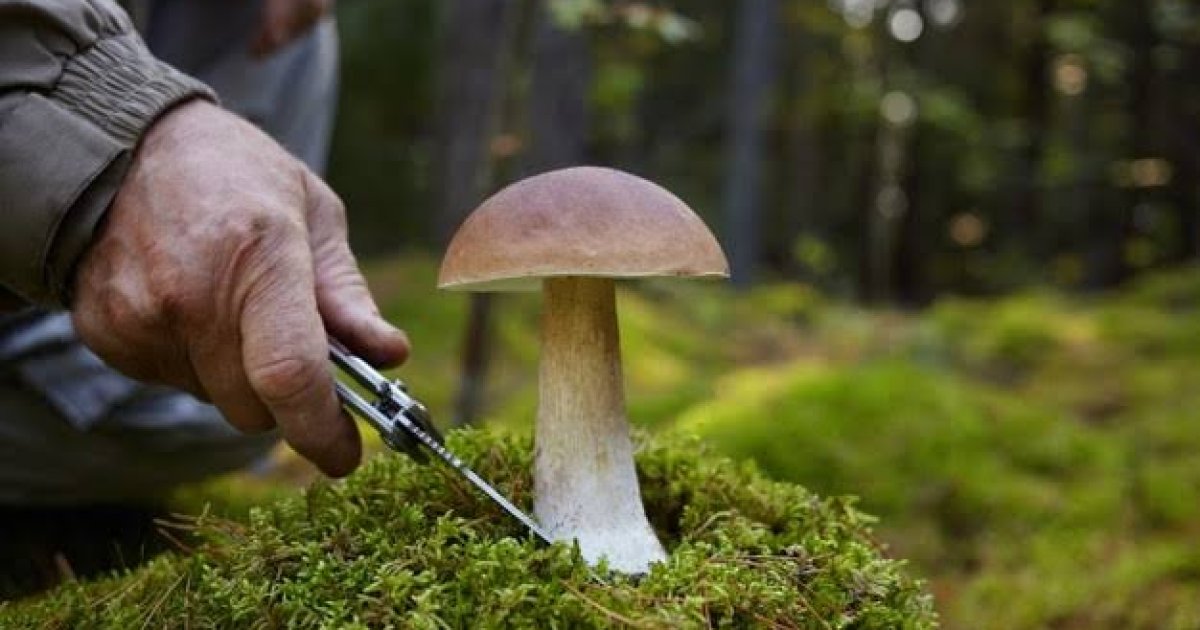 مرخېړي کومې روغتيايي ګټې لري؟