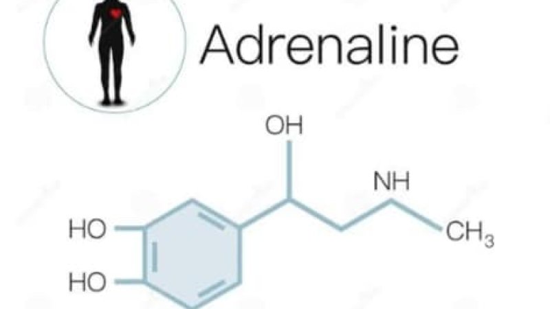 ادرنالين هورمون پېژنی ؟