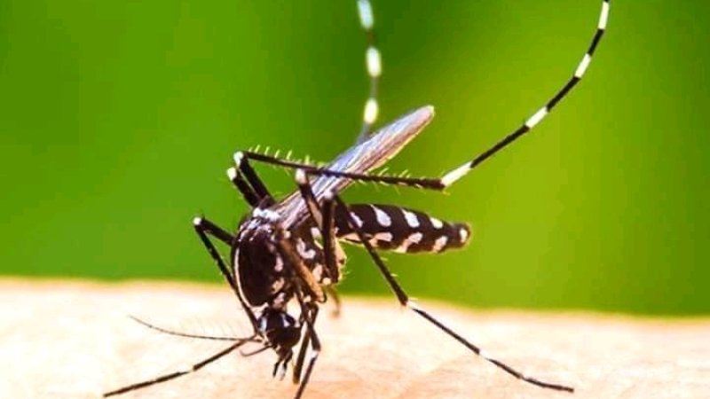 د ډينګي ناروغي