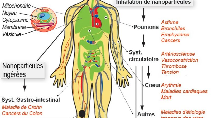 د انساني بدن لنډ معلومات