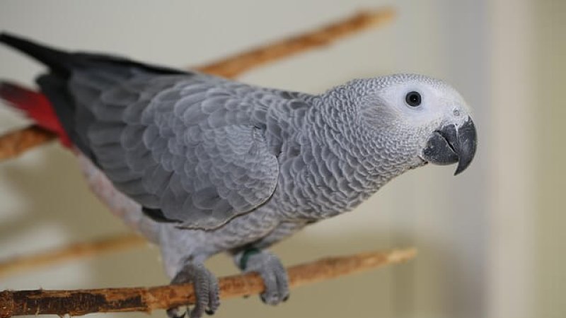 د افریقا خړ طوطي