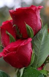 د روژي مسائل او احکام